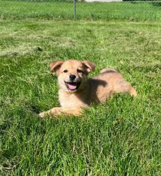 **SAGE** -  Australian Shepherd Dog for Adoption in North Prairie, Wisconsin - **SAGE** | PetCurious