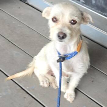 Olaline -  Wirehaired Terrier Dog for Adoption in West Islip, New York - Olaline | PetCurious