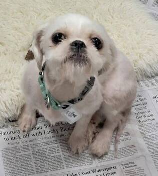 Sesame -  Shih Tzu Dog for Adoption in Mukwonago, Wisconsin - Sesame | PetCurious