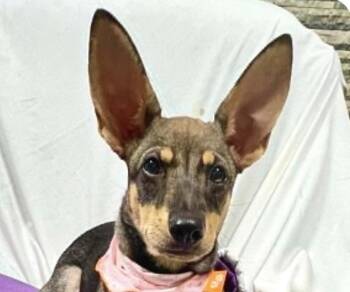 Clare -  Mountain Dog Dog for Adoption in San Ramon, California - Clare | PetCurious