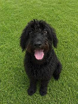 Mixed Breed Dogs Available for Adoption in Wabash, Indiana - Lenore | PetCurious