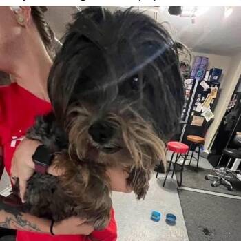 Milrany -  Shih Tzu Dog for Adoption in Allen, Texas - Milrany | PetCurious