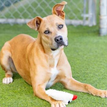 Pit Bull Terrier and Mixed Breed Dogs Available for Adoption in Camarillo, California - AMBER | PetCurious