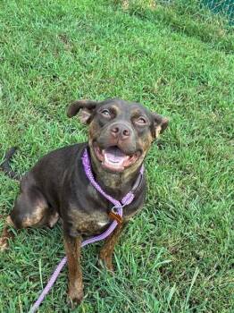 DEBBIE -  Staffordshire Bull Terrier Dog for Adoption in Springfield, Massachusetts - DEBBIE | PetCurious