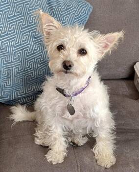 Maggie -  Poodle and Maltese Dog for Adoption in Elk Grove, California - Maggie | PetCurious