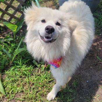 Lyra in NH. Come Meet our Adoptable Dogs Wednesday-Saturday. Mor -  Great Pyrenees Dog for Adoption in Manchester, New Hampshire - Lyra In NH. Come Meet Our Adoptable Dogs Wednesday-Saturday. Mor | PetCurious