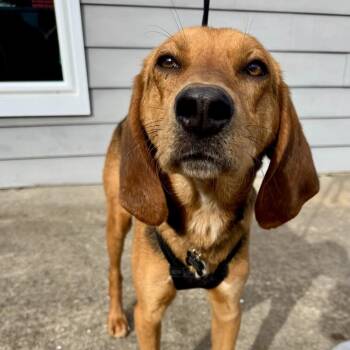 Treeing Walker Coonhound and Foxhound Dogs Available for Adoption - Budreau | PetCurious