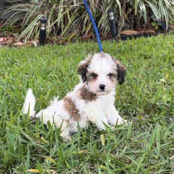 Shih Tzu Dogs Available for Adoption in Alafaya, Florida - Jeremy | PetCurious