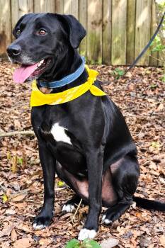 Sally -  Labrador Retriever Dog for Adoption in Nahunta, Georgia - Sally | PetCurious