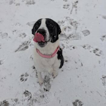 Hound Dogs Available for Adoption in Enfield, New Hampshire - Jumper | PetCurious