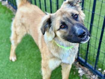 Labrador Retriever Dogs Available for Adoption - SOLDIER | PetCurious