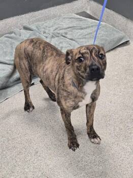 HAPPY -  Pit Bull Terrier and Boxer Dog for Adoption in Tallahassee, Florida - HAPPY | PetCurious