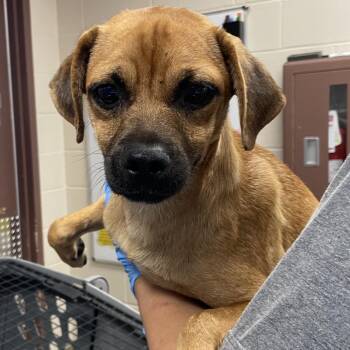 Breeze -  Terrier and Mixed Breed Dog for Adoption in San Antonio, Texas - Breeze | PetCurious