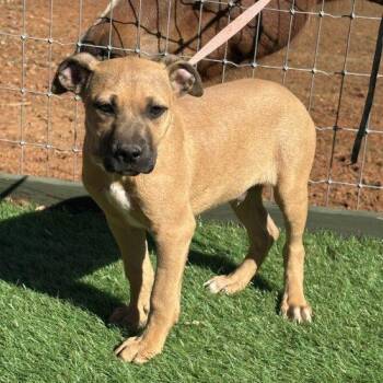 Havarti -  Mixed Breed Dog for Adoption in Bellmawr, New Jersey - Havarti | PetCurious