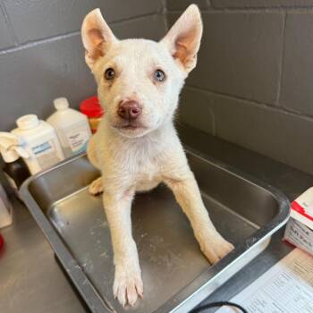 Nancy -  Shepherd and Husky Dog for Adoption in Tuscaloosa, Alabama - Nancy | PetCurious
