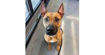 Rescue Belgian Shepherd Malinois and Pit Bull Terrier Dogs for Adoption in Naperville, Illinois - Malibu | PetCurious