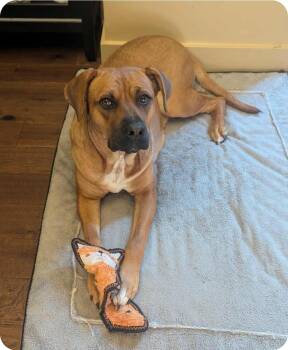 Rescue Mastiff and Mixed Breed Dogs for Adoption in Winnipeg, Manitoba - Nancy | PetCurious