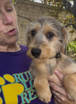 Lilith -  Yorkshire Terrier Dog for Adoption in Thomasville, North Carolina - Lilith | PetCurious