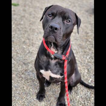 Rescue Mixed Breed and Pit Bull Terrier Dogs for Adoption in Hornell, New York - Preston | PetCurious