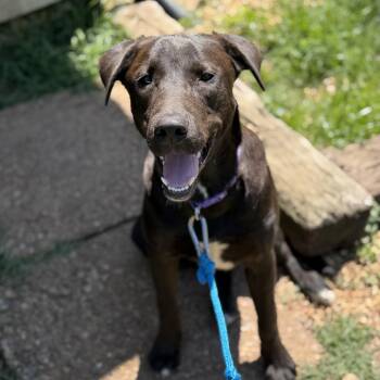 Luna Ruffman -  Black Labrador Retriever and Great Pyrenees Dog for Adoption in Andover, Massachusetts - Luna Ruffman | PetCurious
