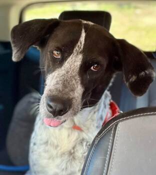 Lola -  German Shorthaired Pointer and Hound Dog for Adoption in Georgetown, Texas - Lola | PetCurious
