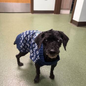 Precious -  Miniature Poodle Dog for Adoption in Seneca, Pennsylvania - Precious | PetCurious