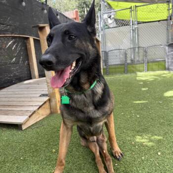 Dexter -  Belgian Shepherd Malinois Dog for Adoption in San Diego, California - Dexter | PetCurious