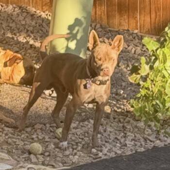 Devin -  Staffordshire Bull Terrier and Australian Cattle Dog Blue Heeler Dog for Adoption in Thornton, Colorado - Devin | PetCurious