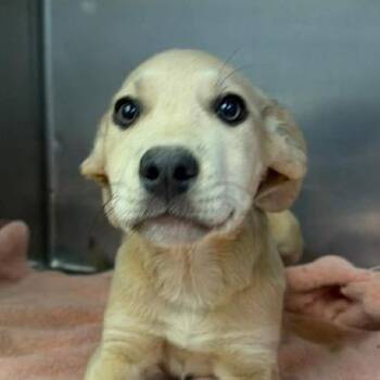 Luna -  Mixed Breed Dog for Adoption - Luna | PetCurious
