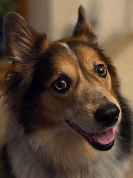 Ladybug -  Australian Cattle Dog Blue Heeler and Corgi Dog for Adoption in Denver, Colorado - Ladybug | PetCurious