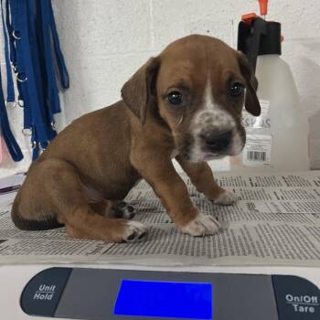 Freckles -  Terrier Dog for Adoption in Edinburg, Texas - Freckles | PetCurious