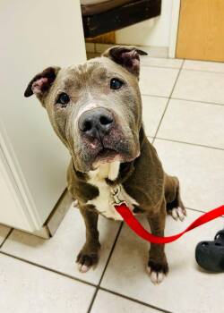 Pit Bull Terrier Dogs Available for Adoption in Sanford, North Carolina - Doug | PetCurious