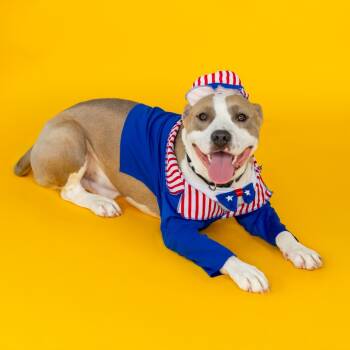 Rescue Terrier Dogs for Adoption - Garrett | PetCurious