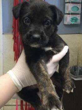 LANA -  German Shepherd Dog and Australian Shepherd Dog for Adoption in Riverside, California - LANA | PetCurious
