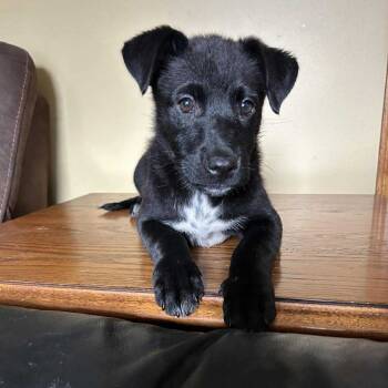 Rescue German Shepherd Dog and Mixed Breed Dogs for Adoption in Campton Hills, Illinois - Cheeto | PetCurious