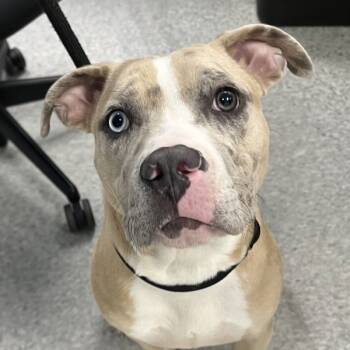 Rescue Terrier Dogs for Adoption in Des Moines, Iowa - Monarch | PetCurious