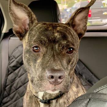 Nixie -  Pit Bull Terrier and Mixed Breed Dog for Adoption in St. Peters, Missouri - Nixie | PetCurious