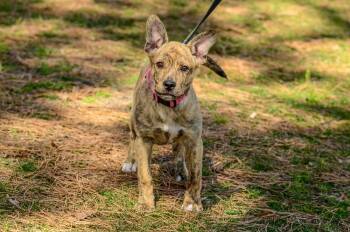 Hound Dogs Available for Adoption - Wynonna | PetCurious