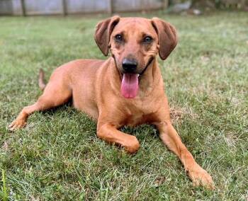 Rhodesian Ridgeback Dogs Available for Adoption in Franklin, Tennessee - CASH-FOSTER NEEDED | PetCurious