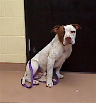 RAYMOND -  Pit Bull Terrier and Mixed Breed Dog for Adoption in Cookeville, Tennessee - RAYMOND | PetCurious