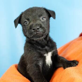 Orion -  Retriever and Mixed Breed Dog for Adoption in Minneapolis, Minnesota - Orion | PetCurious
