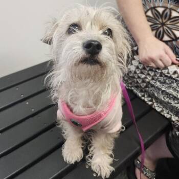 Sweet Pea -  Miniature Schnauzer and Mixed Breed Dog for Adoption in Clearwater, Florida - Sweet Pea | PetCurious