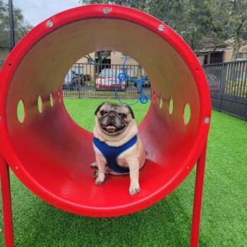 Pug Dogs Available for Adoption in Fort Lauderdale, Florida - Toby | PetCurious