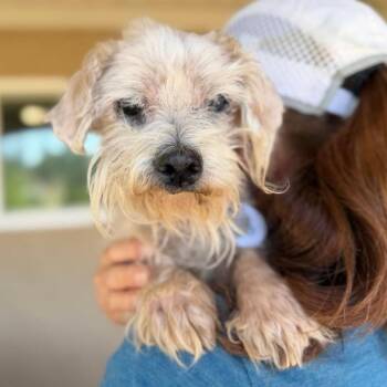Fletch -  Maltese Dog for Adoption in Ramona, California - Fletch | PetCurious