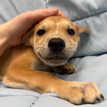 Mixed Breed Dogs Available for Adoption - Summer | PetCurious