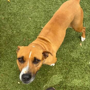 Mixed Breed Dogs Available for Adoption in Sarasota, Florida - Shannon | PetCurious