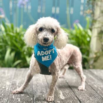 Lance -  Poodle Dog for Adoption in Pacific Grove, California - Lance | PetCurious