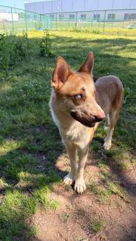 Shepherd Dogs Available for Adoption in Little Rock, Arkansas - Teddy | PetCurious