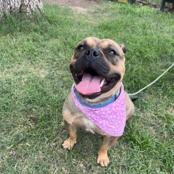 French Bulldog and American Staffordshire Terrier Dogs Available for Adoption in Austin, Texas - Carrot | PetCurious