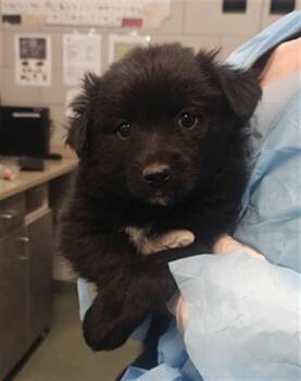 Mixed Breed Dogs Available for Adoption - DOT | PetCurious